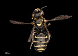   Ceratina  sp. male dorsal habitus, photo: Joshua Hengel 
